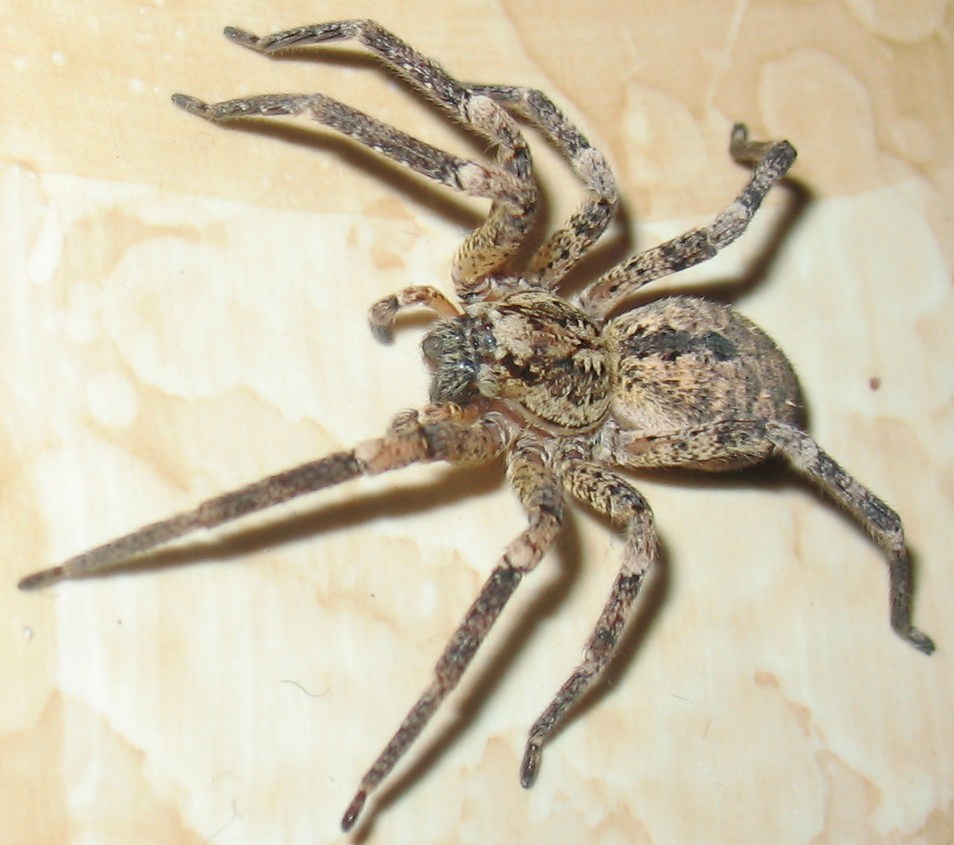 Zoropsis sp.